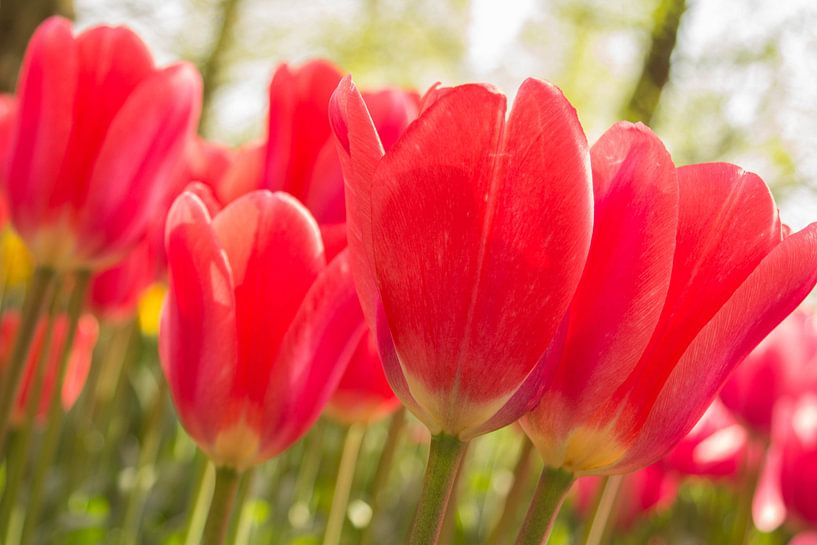 Rode Tulpen by Chantal Cornet