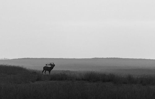 Red deer in the mist by Arnold van Leeuwen