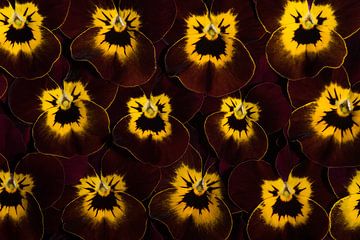 Muurbloempjes: Viooltjes in warme kleuren (bruin-bordeauxrood en geel) van Marjolijn van den Berg