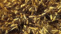 Grain