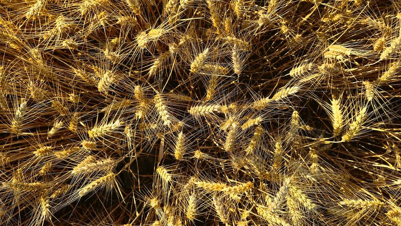 Grain by Hen Geelen