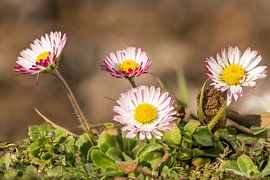 Gänseblümchen von Hans-Jürgen Janda
