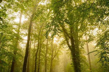 Sfeervol bos in de herfst met mist in de lucht van Sjoerd van der Wal Fotografie