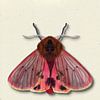 roze mot met schaduw insecten illustratie van Angela Peters