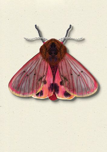 pink moth with shadow insect illustration
