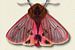 roze mot met schaduw insecten illustratie van Angela Peters