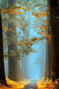 Magical Autumn van Lars van de Goor