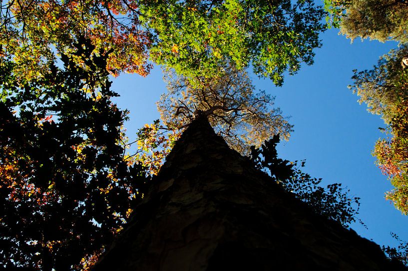 Arbre sans fin par Thomas Poots