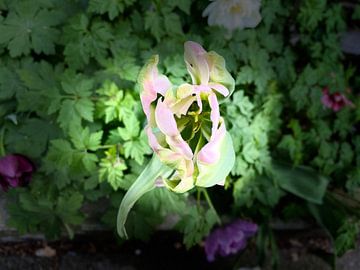 Tulipe néerlandaise en fleur