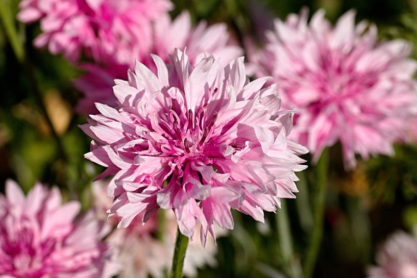 Roze korenbloem von W J Kok