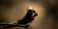 Sand martins romance