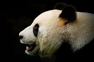 Panda sur Mathijs Frenken