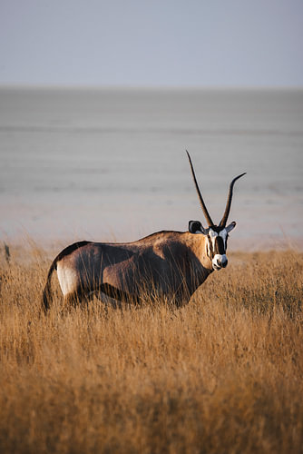 L'oryx dans la savane