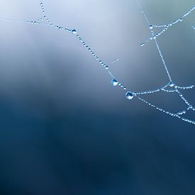 Spinnenweb met dauwdruppeltjes van Wendy Paul