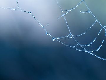 Spinnenweb met dauwdruppeltjes van Wendy Paul