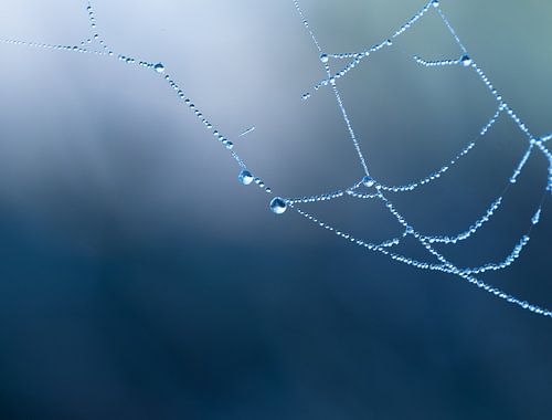 Spinnennetz mit Tautropfen