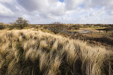 Das ausgedehnte Dünengebiet der Amsterdamer Wasserversorgungsdünen von einer Dünenspitze aus. von OCEANVOLTA