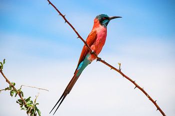 Karmozijnrode Bijeneter: MFNP, Oeganda