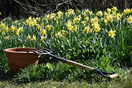 The first flowers in spring by Claude Laprise