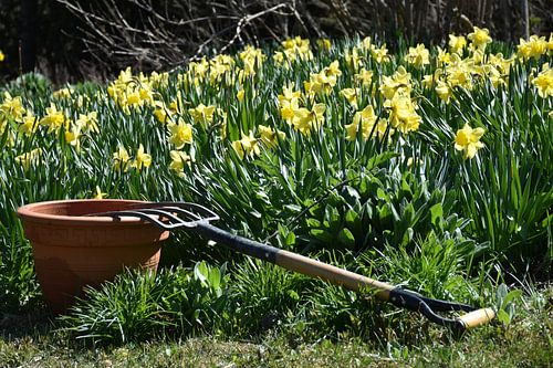 De eerste bloemen in het voorjaar