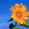 Tournesol sur fond de ciel bleu sur Thomas Jäger