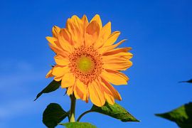 Sonnenblume vor blauem Himmel von Thomas Jäger