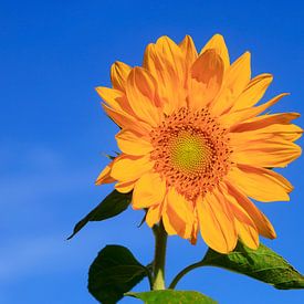 Sonnenblume vor blauem Himmel von Thomas Jäger