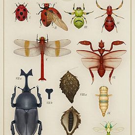 Arthropods from Johto by Steven Kingsbury
