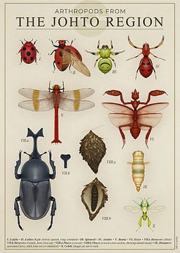 Arthropods from Johto