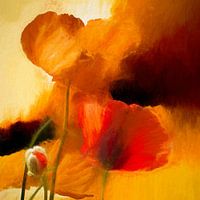 Poppy