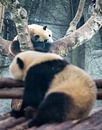 Dreams. Two pandas lying in a tree, China by Rietje Bulthuis thumbnail
