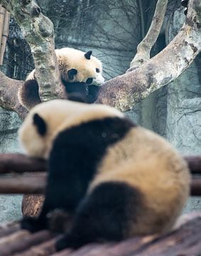 Rêves. Deux pandas se trouvant dans un arbre, la Chine