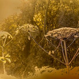 A Golden Morning. 2 by Alie Ekkelenkamp