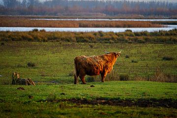 Schotse Hooglander in Beeld van Martijn de Waal