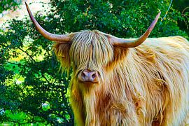 Scottish Highlander "Big White"