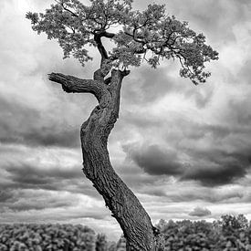 Der einzelne Baum von Leopold Brix