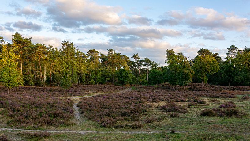 Hoorneboegseheide by Peter Veerman