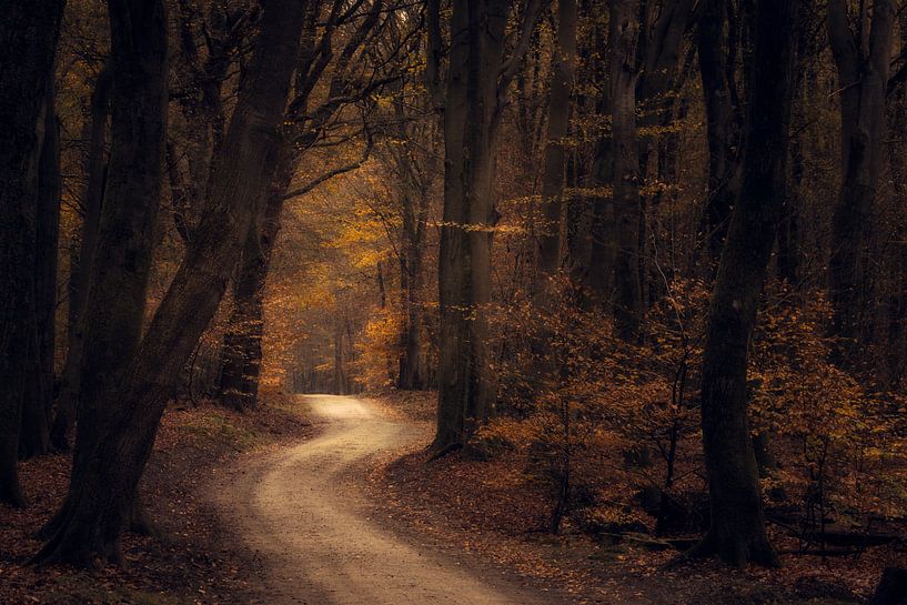 Autumn by Moetwil en van Dijk - Fotografie