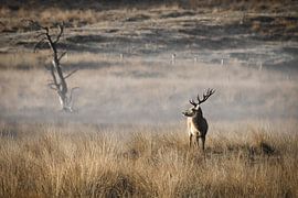 Rothirsch von Saranda in t Veld Fotografie