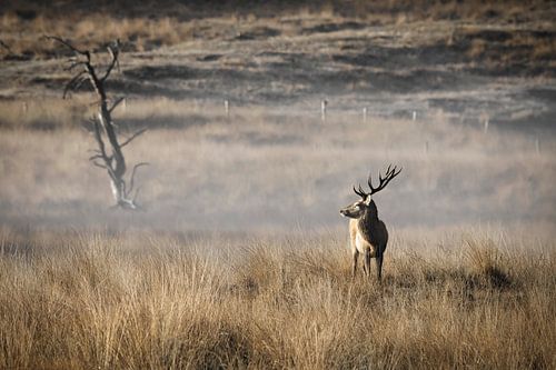 Red deer