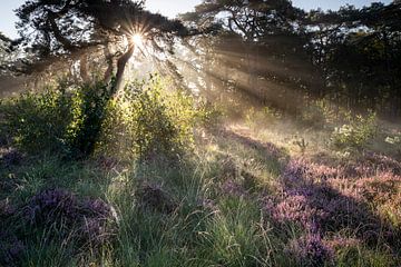 dramatic sunrays in foggy forest with heather flowers in summer