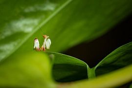 Photo d'une jeune mante orchidée sur Roland Brack