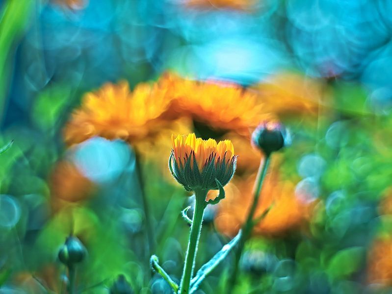 Un murmure en orange par janWindlook