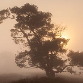 Mistige zonsondergang op het Leersumse veld van Martijn Schruijer