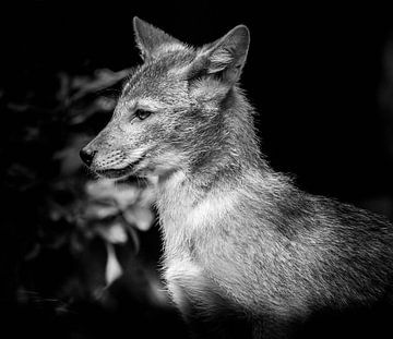 Tiere | Wolf von Sylvana Portier