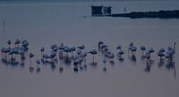 Flamingo's