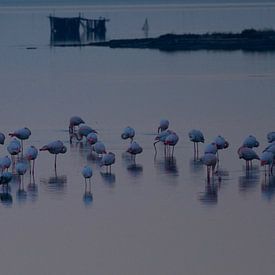 Flamingo's by Els Van den Kerckhove-Verhoeven
