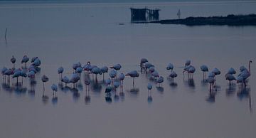 Flamingo's by Els Van den Kerckhove-Verhoeven