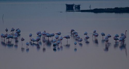 Flamingo's