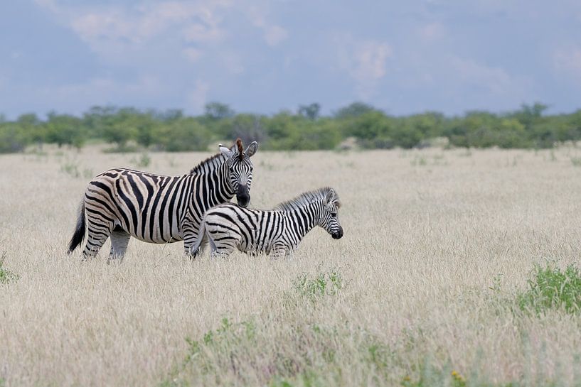 Zebras im Etosha-Park - Namibia. von Ronald Harmsen